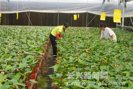 花荟品徐汇｜游客量上涨3305％！徐汇这场花展有什么“魔法”？百家乐