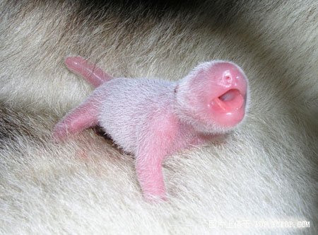 刚刚出生的熊猫宝宝