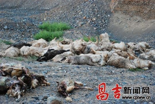 新疆昌吉榆树沟83只羊因不明动物死亡(图)